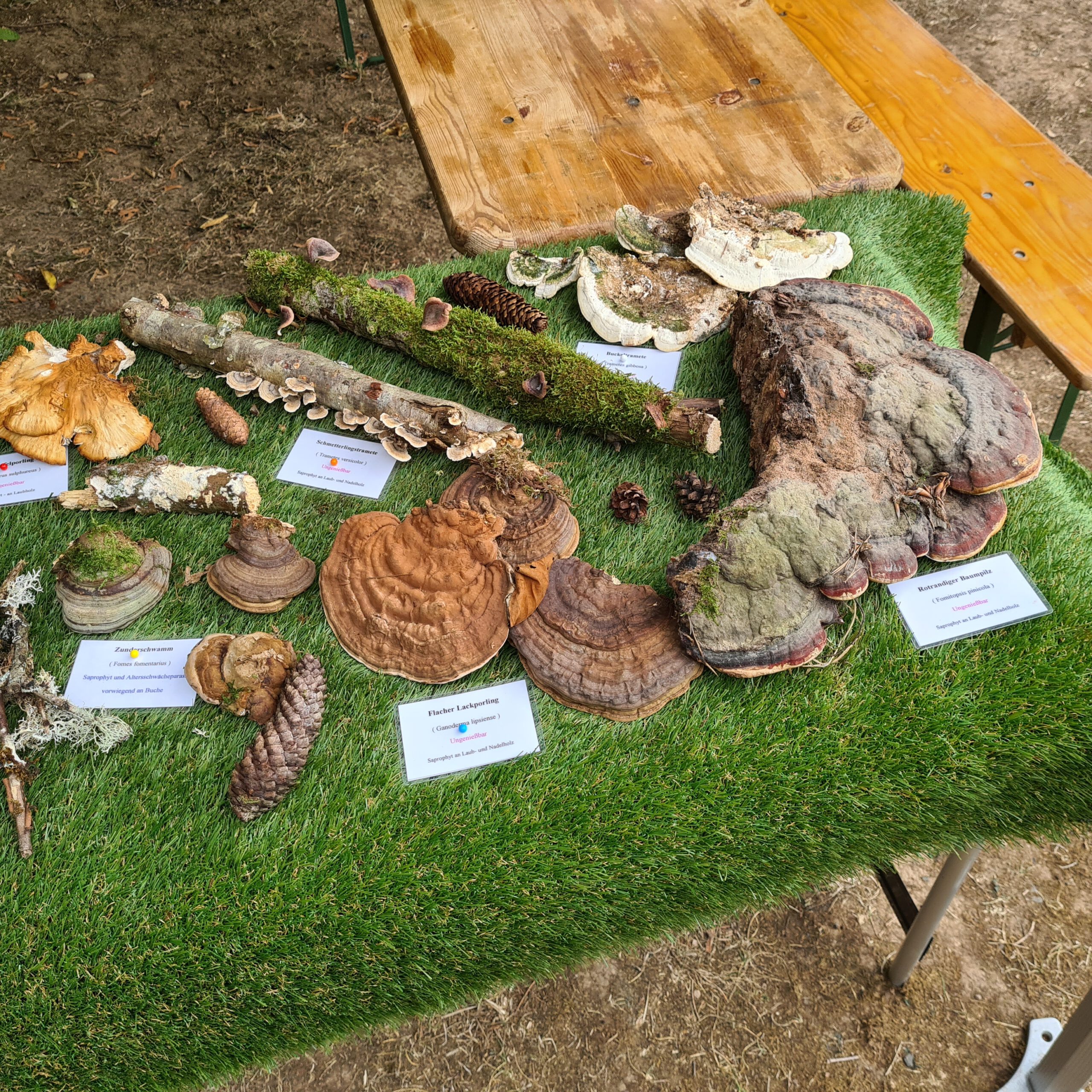 Pilzausstellung auf dem Spätsommerständchen der IG Vorholz